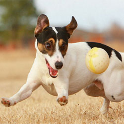 How To Train Your Dog Not To Chase Things